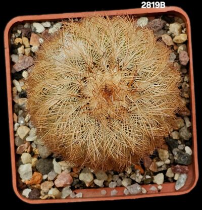 Echinocereus reichenbachii ssp. castaneus -Llano County (7x7)- 2819B - Зображення 2