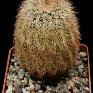 Echinocereus reichenbachii ssp. castaneus -Llano County (7x7)- 2819B