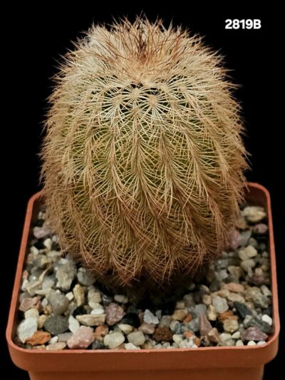 Echinocereus reichenbachii ssp. castaneus -Llano County (7x7)- 2819B