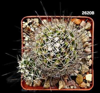 Echinocereus fendleri ssp rectispinus (8x8)-2820B - Зображення 2