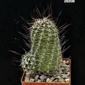 Echinocereus fendleri ssp rectispinus (8x8)-2820B