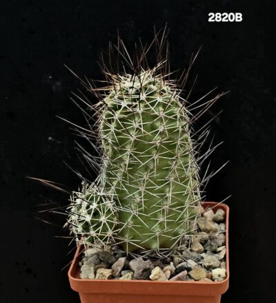 Echinocereus fendleri ssp rectispinus (8x8)-2820B