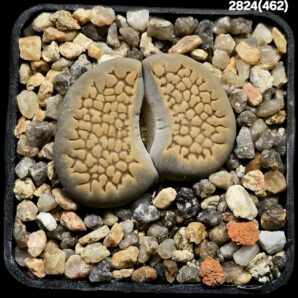 Lithops hallii (white fa) -ex A.Neumann, COP L48-64 (5x5)- 2824(462)