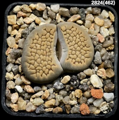 Lithops hallii (white fa) -ex A.Neumann, COP L48-64 (5x5)- 2824(462)