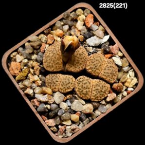 Lithops fulviceps -C 221 (4h)(5x5)-2825(221)