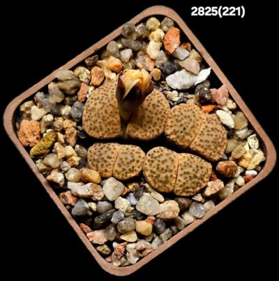 Lithops fulviceps -C 221 (4h)(5x5)-2825(221)