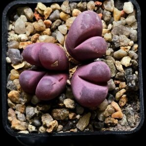 Lithops optica `Rubra -C 81A (4h)(5x5)-2826(81A)