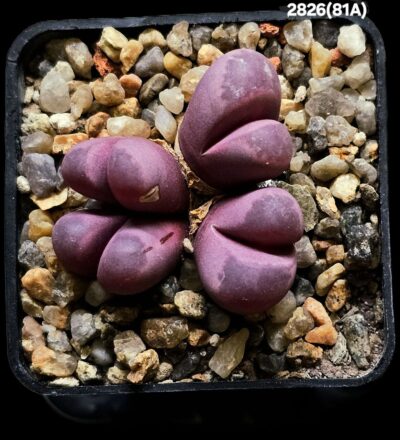 Lithops optica `Rubra -C 81A (4h)(5x5)-2826(81A)