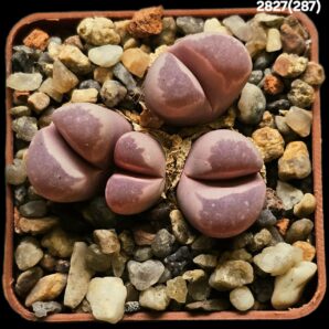 Lithops optica `Rubra` (light form) -C 287 (4h)(5x5)-2827(287)