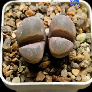 Lithops optica `Rubra` (less red form) -C 287 (2h)(5x5)- 2828(287)