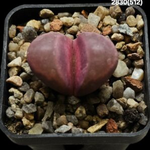 Lithops optica cv. Rubra (F3) - MG 1685.5 (2h)(5x5)-2830(512)