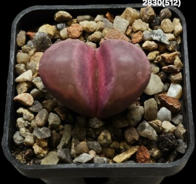 Lithops optica cv. Rubra (F3) - MG 1685.5 (2h)(5x5)-2830(512)