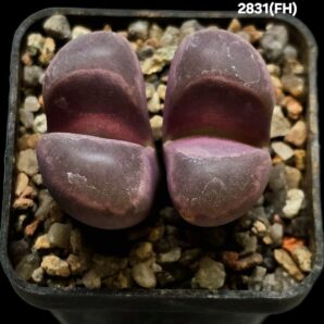 Lithops optica `Rubra` (dark form) -FH (2h)(5x5)-2831(FH)