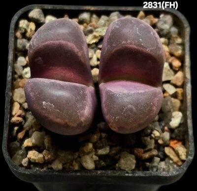 Lithops optica `Rubra` (dark form) -FH (2h)(5x5)-2831(FH)