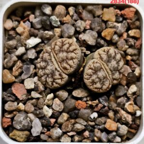 Lithops werneri -C188 (2h)(5x5)-2834(188)