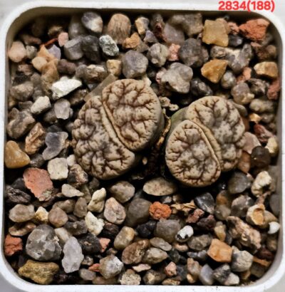 Lithops werneri -C188 (2h)(5x5)-2834(188)