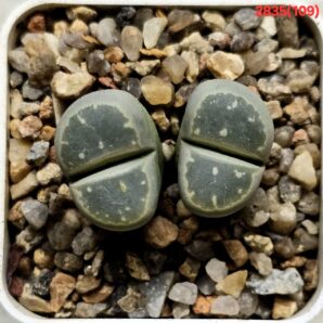 Lithops olivacea -C 109 (2h)(5x5)-2835(109)