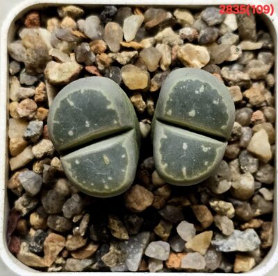 Lithops olivacea -C 109 (2h)(5x5)-2835(109)