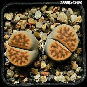 Lithops hybrid karasmontana [Brick-Red] (2h) (5x5)- 2836(x426A)