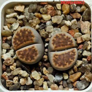 Lithops hybrid karasmontana [Brick-Red] (2h) (5x5)- 2838(x426C)