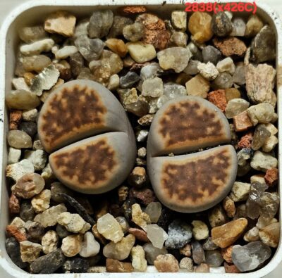 Lithops hybrid karasmontana [Brick-Red] (2h) (5x5)- 2838(x426C)