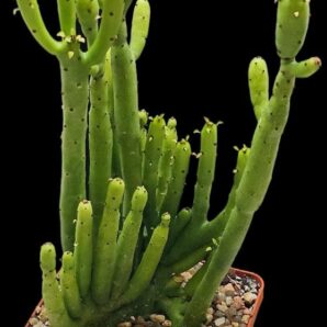 Euphorbia cedrorum (10x10)-2843(107)