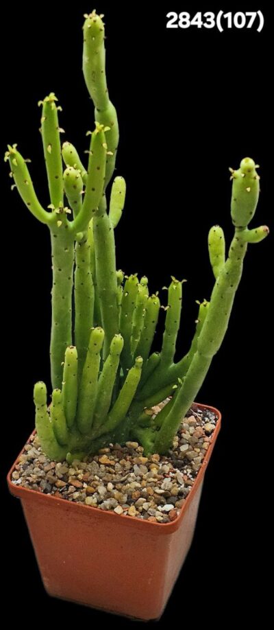 Euphorbia cedrorum (10x10)-2843(107)