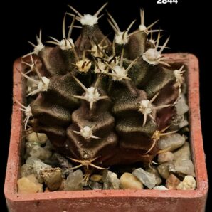 Gymnocalycium hybrid friedrichii (3x3)-2844