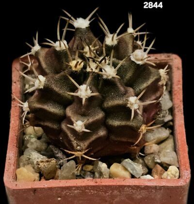 Gymnocalycium hybrid friedrichii (3x3)-2844