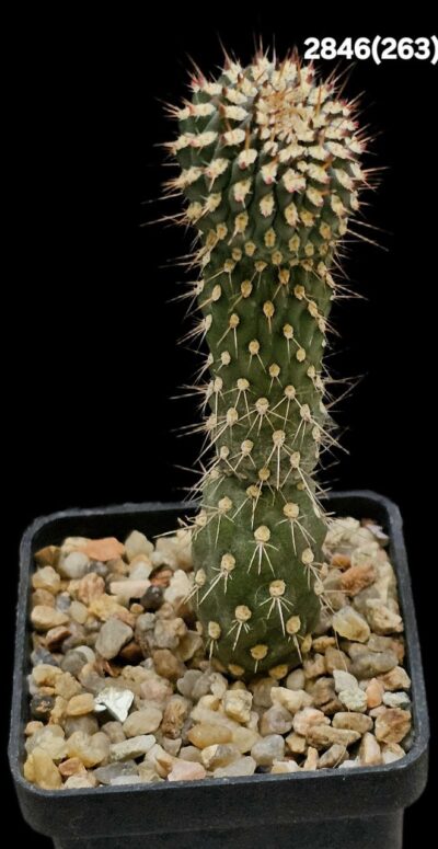 Cylindropuntia fulgida var. mammillata fa. monstrosa (5x5)- 2846(263) - Зображення 2
