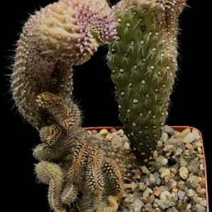 Cylindropuntia fulgida var. mammillata fa. monstrosa (5x5)- 2846(263)