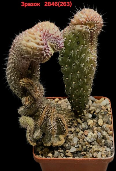 Cylindropuntia fulgida var. mammillata fa. monstrosa (5x5)- 2846(263)