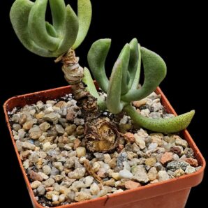 Rhombophyllum nelii (7x7)-2848(126)