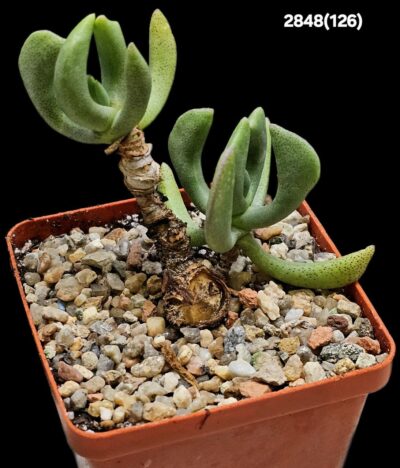 Rhombophyllum nelii (7x7)-2848(126)