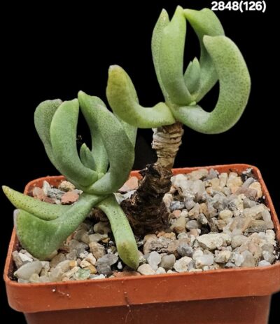 Rhombophyllum nelii (7x7)-2848(126) - Зображення 2