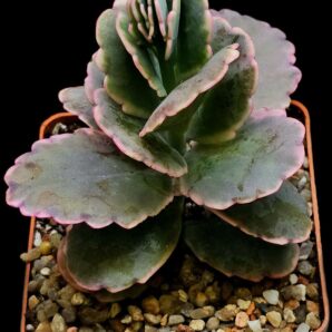 Kalanchoe fedtschenkoi fa. variegata (8x8)-2849(10)
