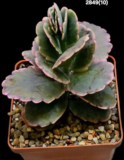 Kalanchoe fedtschenkoi fa. variegata (8x8)-2849(10)