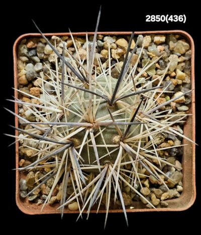 Tephrocactus alexanderi -MK 1404 (7x7)-2850(430) - Зображення 2
