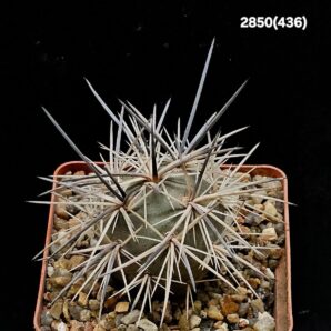 Tephrocactus alexanderi -MK 1404 (7x7)-2850(430)