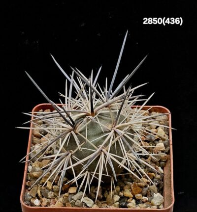 Tephrocactus alexanderi -MK 1404 (7x7)-2850(430)