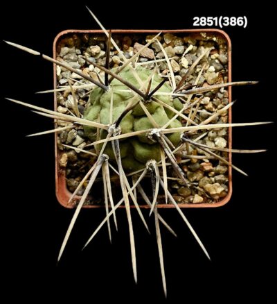 Tephrocactus aoracanthus -HPT 75 (7x7)-2851(386) - Зображення 2