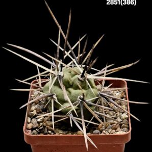 Tephrocactus aoracanthus -HPT 75 (7x7)-2851(386)