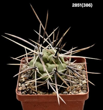 Tephrocactus aoracanthus -HPT 75 (7x7)-2851(386)