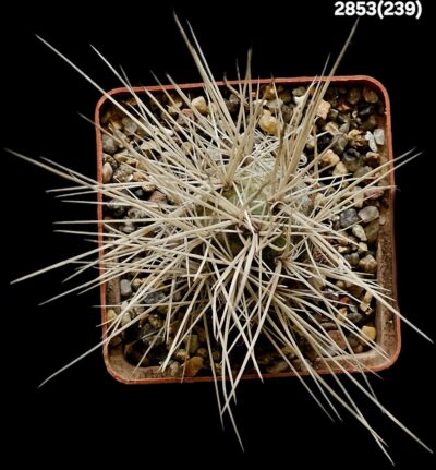 Tephrocactus alexanderi -V.Baldachitos, Uhlig (7x7)-2853(239) - Зображення 2