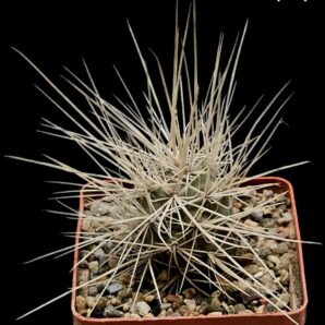 Tephrocactus alexanderi -V.Baldachitos, Uhlig (7x7)-2853(239)