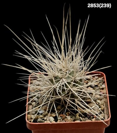 Tephrocactus alexanderi -V.Baldachitos, Uhlig (7x7)-2853(239)