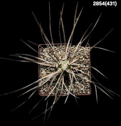 Tephrocactus aoracanthus 'paediophilus' –TG 25, Argentina,Ruta (10x10)-2854(431) - Зображення 2