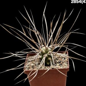 Tephrocactus aoracanthus 'paediophilus' –TG 25, Argentina,Ruta (10x10)-2854(431)
