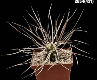 Tephrocactus aoracanthus 'paediophilus' –TG 25, Argentina,Ruta (10x10)-2854(431)