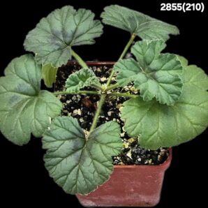 Pelargonium mollicomum (7x7)-2855(210)
